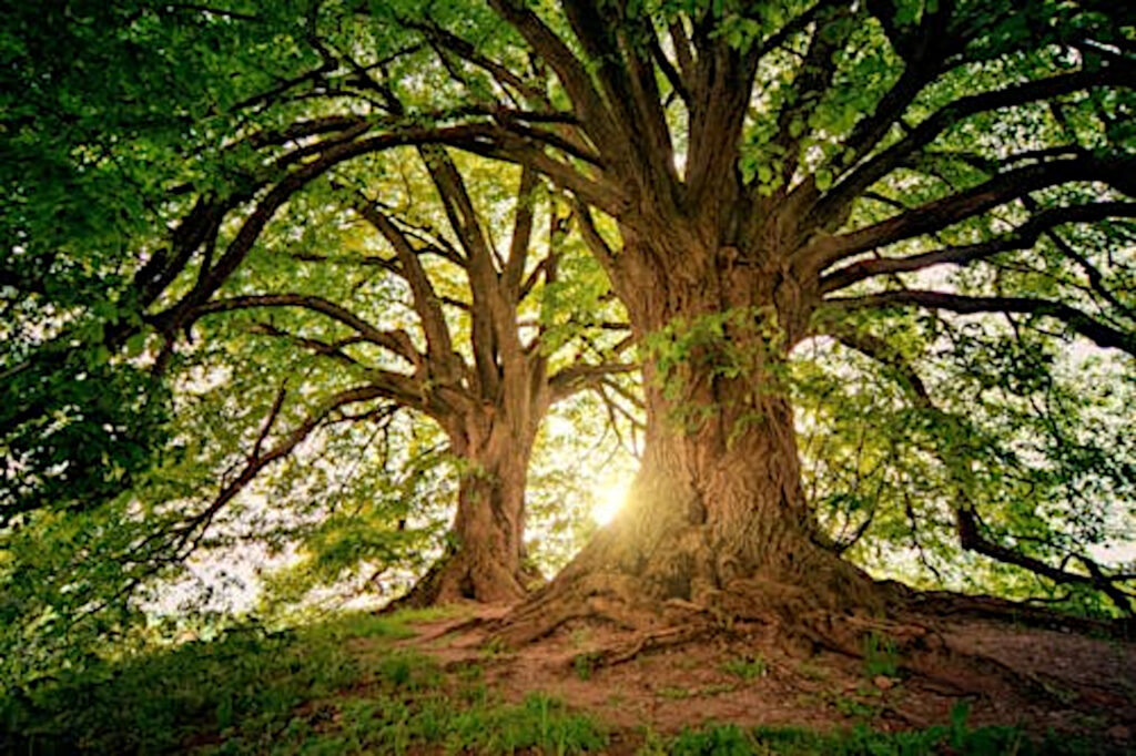 two trees